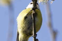 Blue Tit Front View Hanging on Branch Eating