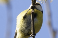 Blue Tit Front View Hanging on Branch Eating