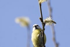 Blue Tit Front View Hanging on Branch Eating