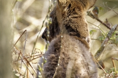 Male Roe Deer Back View Shedding His Winter Coat