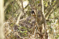 Male Roe Deer Front View Shedding His Winter Coat Eating