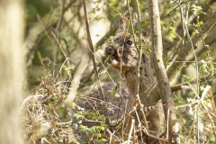 Male Roe Deer Front View Shedding His Winter Coat Eating