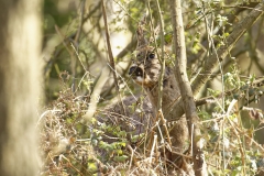 Male Roe Deer Front View Shedding His Winter Coat Eating