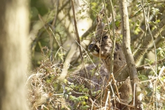 Male Roe Deer Front View Shedding His Winter Coat Eating