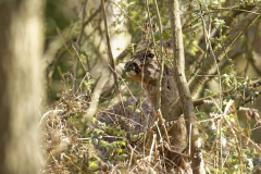 Male Roe Deer Front View Shedding His Winter Coat Eating