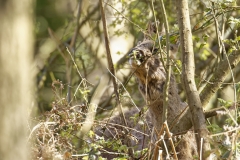 Male Roe Deer Front View Shedding His Winter Coat Eating