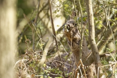 Male Roe Deer Front View Shedding His Winter Coat Eating