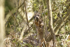 Male Roe Deer Front View Shedding His Winter Coat Eating