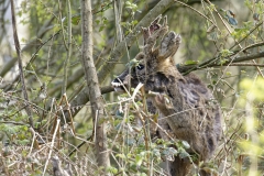 Male Roe Deer Front View Shedding His Winter Coat