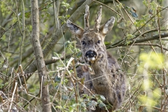 Male Roe Deer Front View Shedding His Winter Coat