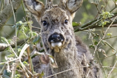 Male Roe Deer Front View Shedding His Winter Coat