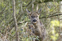 Male Roe Deer Front View Shedding His Winter Coat