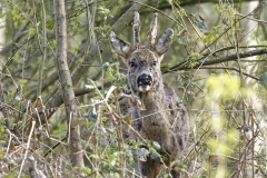 Male Roe Deer Front View Shedding His Winter Coat