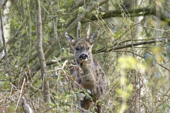 Male Roe Deer Front View Shedding His Winter Coat