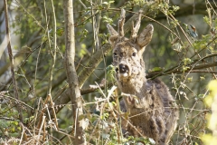 Male Roe Deer Front View Shedding His Winter Coat