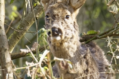 Male Roe Deer Front View Shedding His Winter Coat