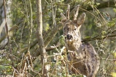 Male Roe Deer Front View Shedding His Winter Coat