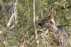 Male Roe Deer Front View Shedding His Winter Coat