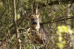 Male Roe Deer Front View Shedding His Winter Coat