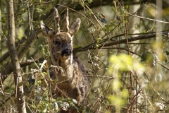 Male Roe Deer Front View Shedding His Winter Coat