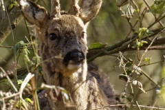 Male Roe Deer Front View Shedding His Winter Coat