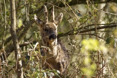 Male Roe Deer Front View Shedding His Winter Coat