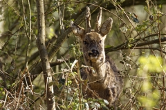 Male Roe Deer Front View Shedding His Winter Coat