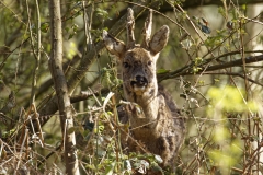 Male Roe Deer Front View Shedding His Winter Coat