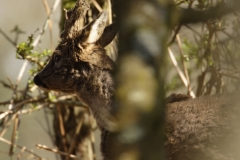 Male Roe Deer Side View Shedding His Winter Coat