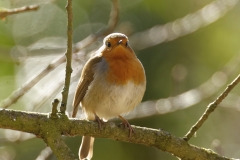 Robin Front View on Branch