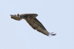 Buzzard Side View in Flight