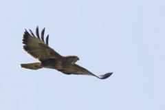 Buzzard Side View in Flight