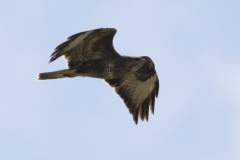 Buzzard Side View in Flight