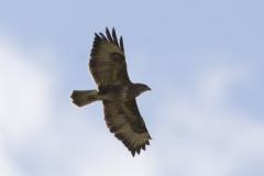 Buzzard Side View in Flight