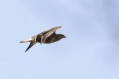 Buzzard Side View in Flight