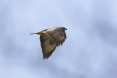 Buzzard Side View in Flight