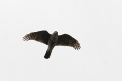 Female Sparrowhawk Underneath View in Flight