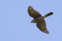 Female Sparrowhawk Underneath View in Flight