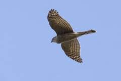 Female Sparrowhawk Underneath View in Flight