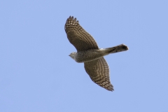 Female Sparrowhawk Underneath View in Flight