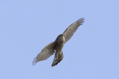 Female Sparrowhawk Underneath View in Flight