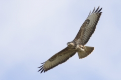 Buzzard Side View in Flight