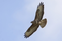 _Buzzard Side View in Flight