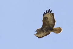 Buzzard Side View in Flight