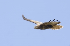 Buzzard Side Front in Flight