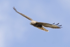 Buzzard Side Front in Flight