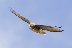 Buzzard Side Front in Flight