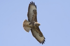 Buzzard Side Underneath in Flight