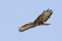 Buzzard Side View in Flight