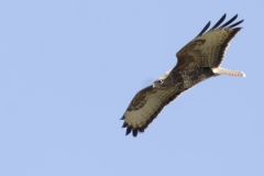 Buzzard Side View in Flight